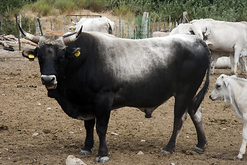 Image showing Black Bull