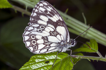 Image showing Butterfly on a leaf