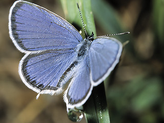 Image showing Butterfly Lycaedes on e leaf