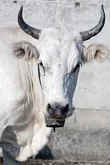 Image showing close-up of a cow