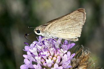 Image showing Butterfly on flower