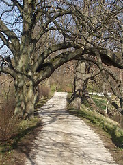 Image showing Tree tunnel
