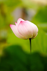 Image showing Pink lotus flower blooming in pond in the summer