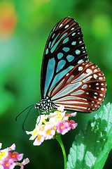 Image showing Butterfly sitting on a flower