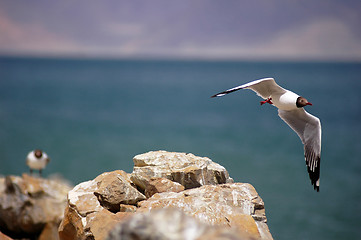 Image showing Seagull flying over a beach