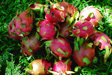 Image showing Dragon fruits