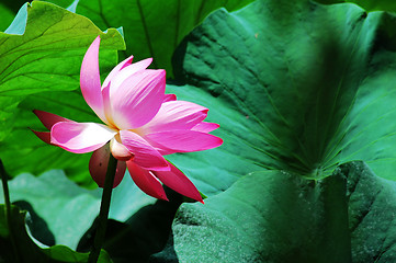 Image showing Lotus flower blooming in pond in the summer