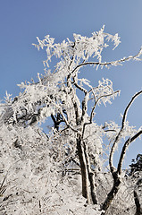 Image showing Rime in winter