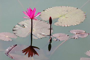 Image showing Pink lotus flower blooming in pond in the summer