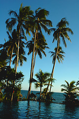 Image showing Coconut trees