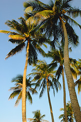 Image showing Coconut trees