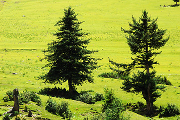 Image showing Trees on grassland