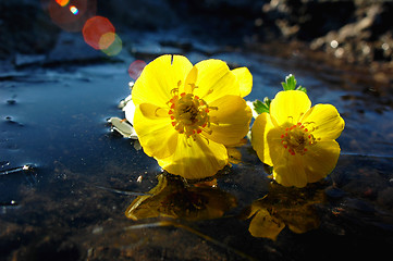 Image showing Wild yellow flowers