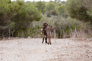 Image showing donkeys in field outdoor in summer looking