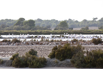 Image showing wild flamingos traveling mediterranean salinas in summer