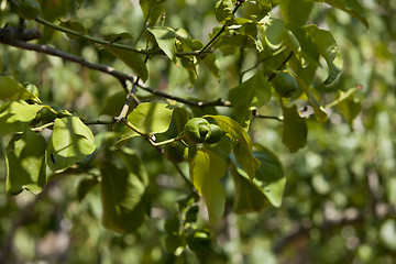 Image showing fresh tasty green limes on tree in summer outside