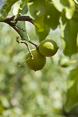 Image showing fresh tasty green limes on tree in summer outside