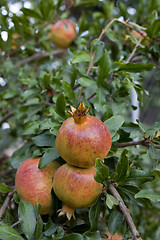 Image showing fresh ripe pomegranate tree outdoor in summer