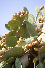 Image showing fresh tasty prickly pear on tree outside in summer