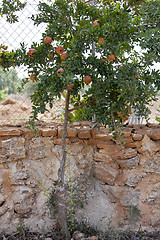 Image showing fresh ripe pomegranate tree outdoor in summer