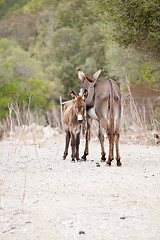 Image showing donkeys in field outdoor in summer looking