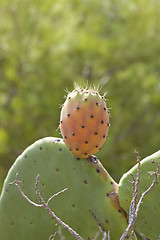 Image showing fresh tasty prickly pear on tree outside in summer