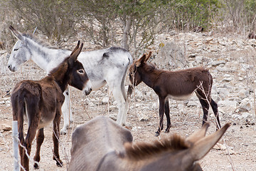 Image showing donkeys in field outdoor in summer looking