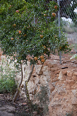 Image showing fresh ripe pomegranate tree outdoor in summer