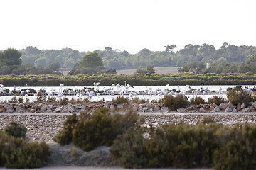 Image showing wild flamingos traveling mediterranean salinas in summer