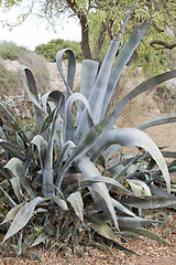 Image showing agave plant cactus aloe outside in summer