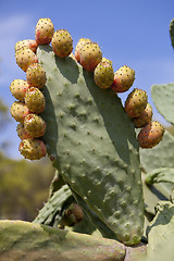 Image showing fresh tasty prickly pear on tree outside in summer