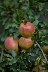 Image showing fresh ripe pomegranate tree outdoor in summer