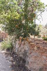 Image showing fresh ripe pomegranate tree outdoor in summer