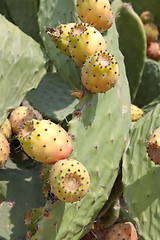 Image showing fresh tasty prickly pear on tree outside in summer