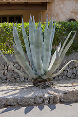 Image showing agave plant cactus aloe outside in summer