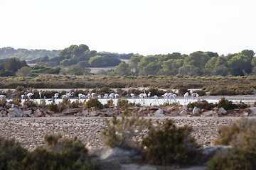 Image showing wild flamingos traveling mediterranean salinas in summer