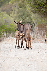 Image showing donkeys in field outdoor in summer looking