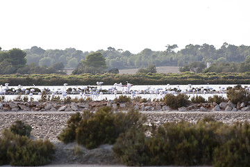 Image showing wild flamingos traveling mediterranean salinas in summer