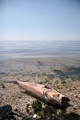 Image showing Dead fish