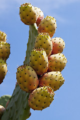 Image showing fresh tasty prickly pear on tree outside in summer