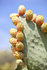 Image showing fresh tasty prickly pear on tree outside in summer