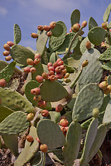 Image showing fresh tasty prickly pear on tree outside in summer