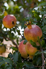 Image showing fresh ripe pomegranate tree outdoor in summer