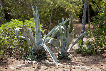 Image showing agave plant cactus aloe outside in summer