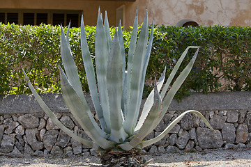 Image showing agave plant cactus aloe outside in summer