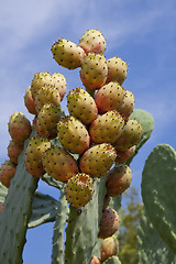 Image showing fresh tasty prickly pear on tree outside in summer