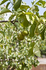 Image showing fresh tasty green limes on tree in summer outside