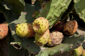 Image showing fresh tasty prickly pear on tree outside in summer