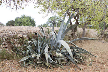 Image showing agave plant cactus aloe outside in summer