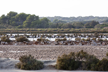 Image showing wild flamingos traveling mediterranean salinas in summer